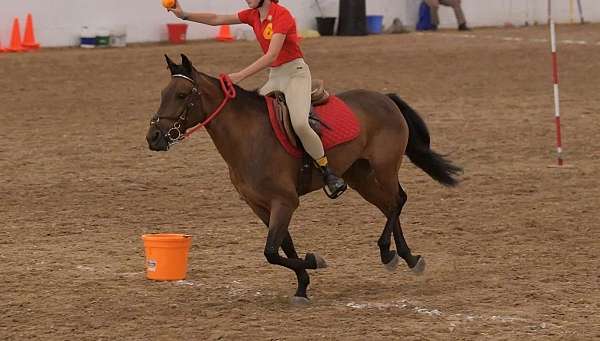 field-hunter-quarter-pony