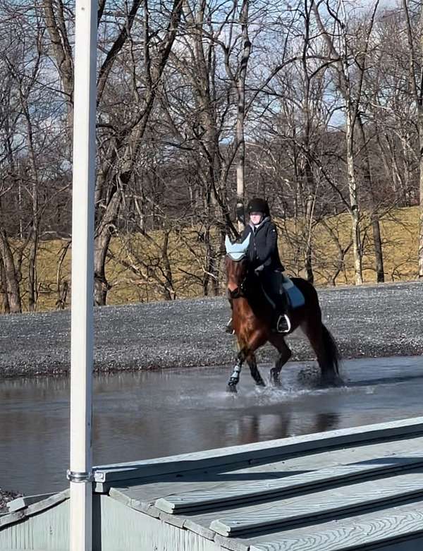 jumping-quarter-pony