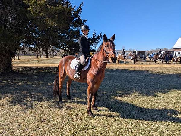 show-jumping-quarter-pony