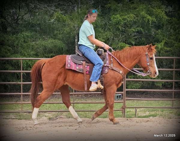 family-quarter-horse