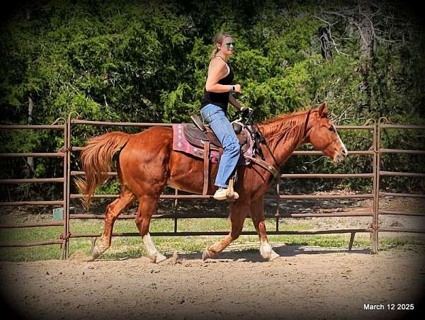 family-quarter-horse