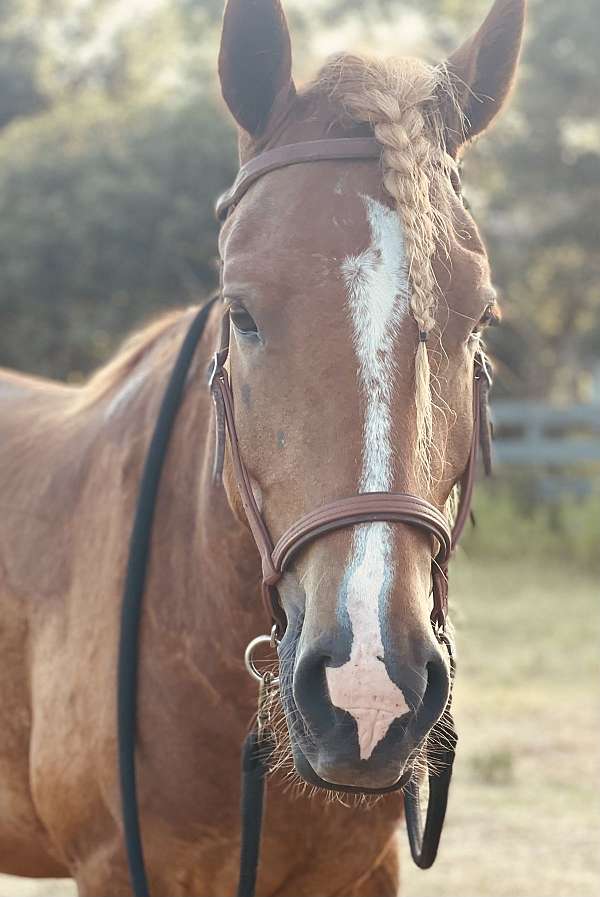 face-star-stripe-snip-left-hind-stocking-horse