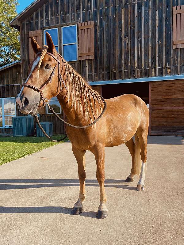 sorrel-face-star-stripe-snip-left-hind-stocking-horse