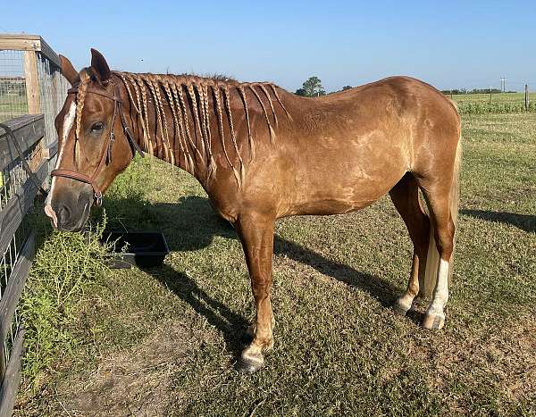 face-star-stripe-snip-left-hind-stocking