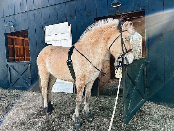 amazing-fjord-horse