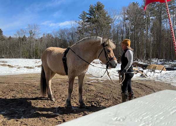 atv-fjord-horse