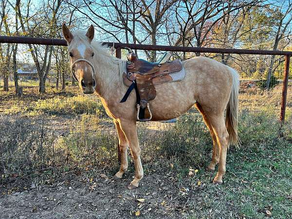 palomino-quarter-horse-filly