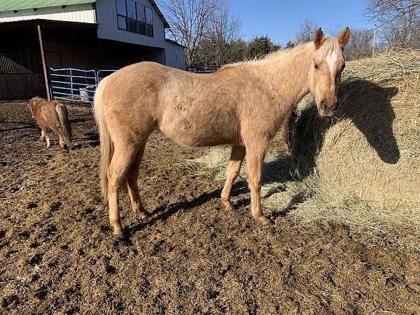 palomino-filly-for-sale