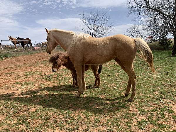 14-hand-quarter-horse-filly