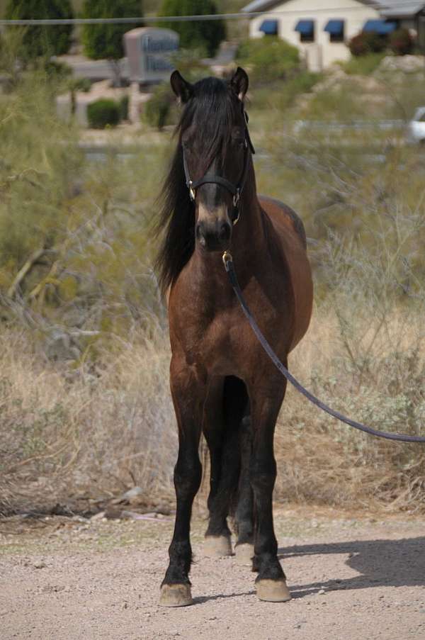 athletic-friesian-horse