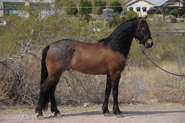 all-around-friesian-horse