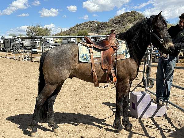 draft-friesian-horse