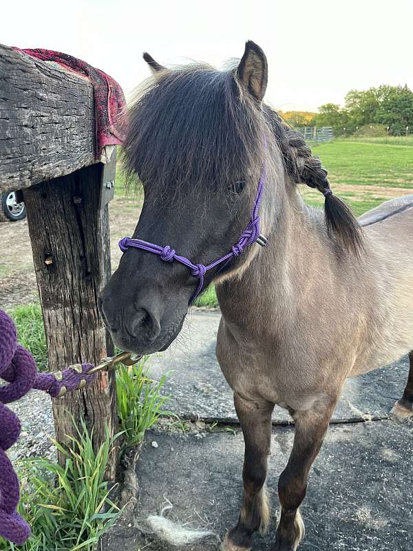 pony-gelding