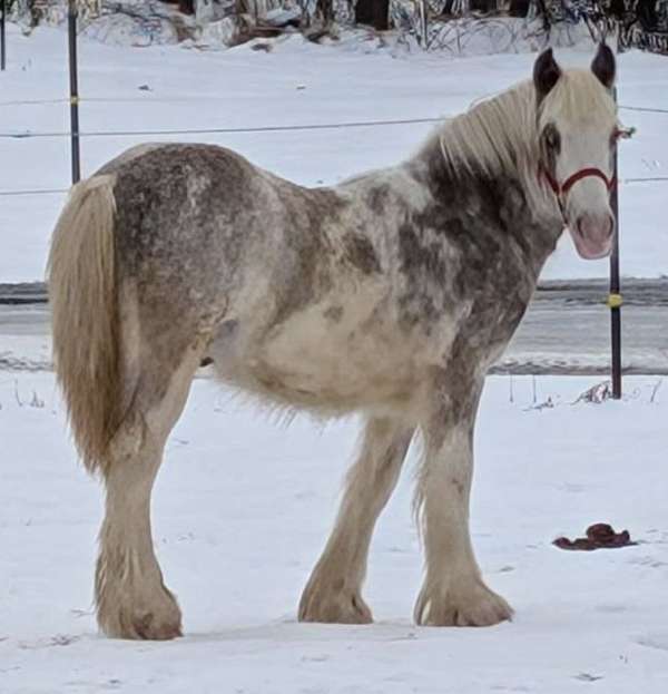 silver-sabino-horse