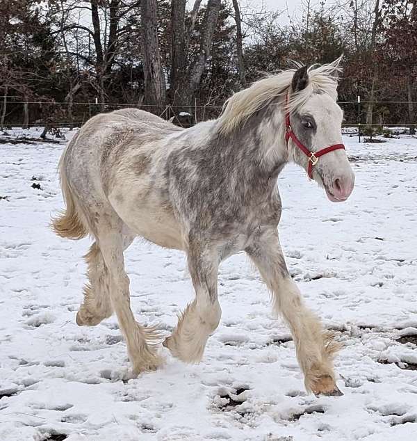 sabino-silver-horse