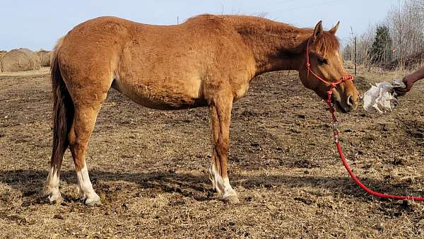 red-dun-mustang-filly