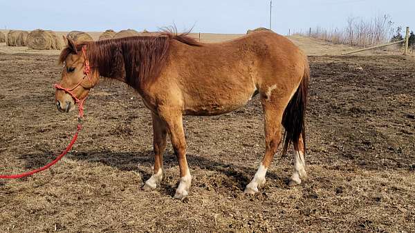 red-dun-socks-horse