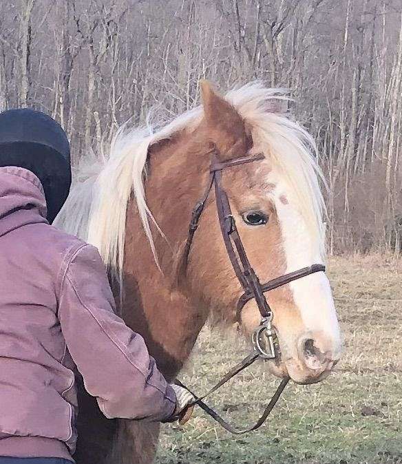 driving-pony-haflinger