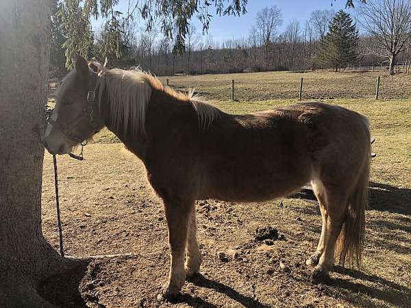 hunter-pace-prospect-haflinger-pony