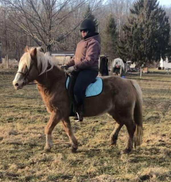 calm-haflinger-pony