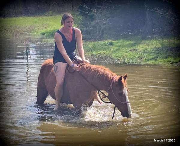 best-beginner-horse-gelding