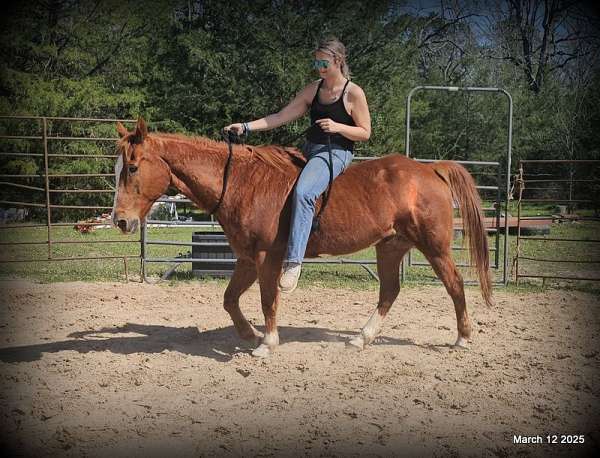 all-around-quarter-horse