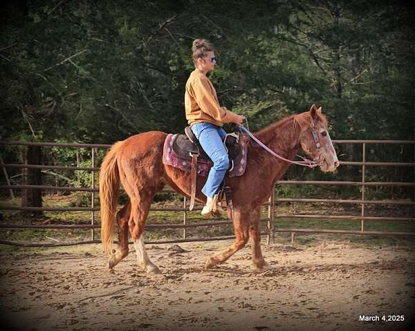 advance-beginner-quarter-horse