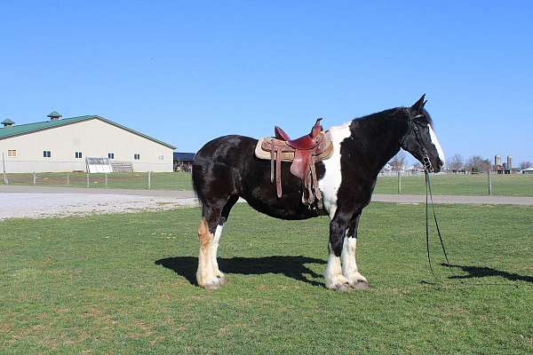 pinto-black-white-horse