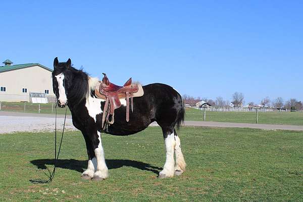 all-around-draft-horse