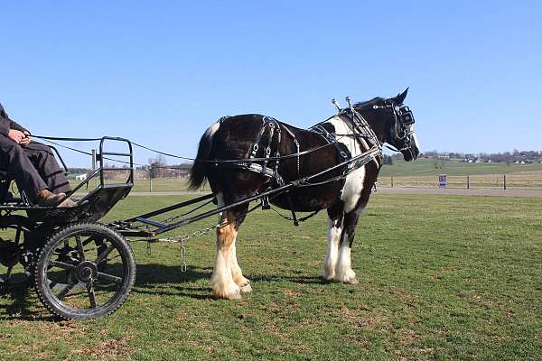 parade-draft-horse