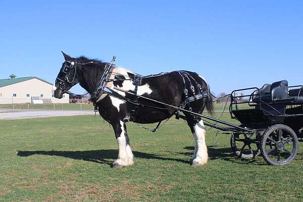 pleasure-driving-draft-horse