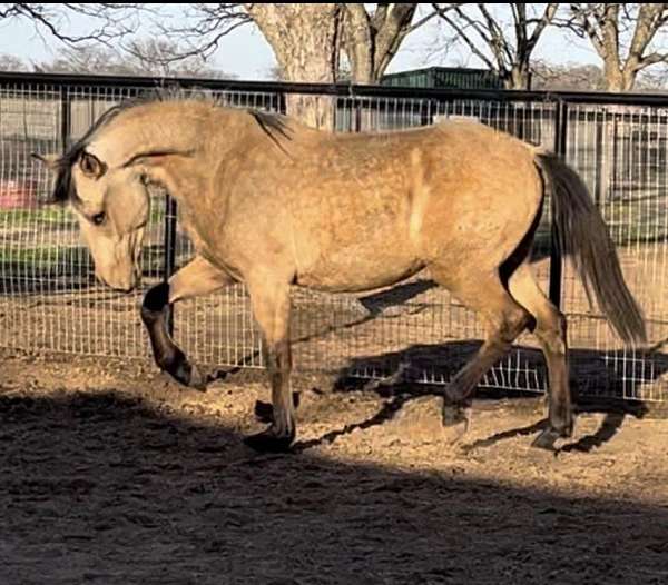 buckskin-andalusian-horse