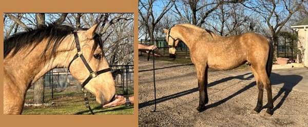 colt-andalusian-horse