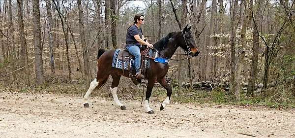 tobiano-see-pictures-horse