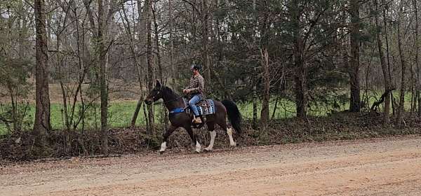 trail-spotted-saddle-horse