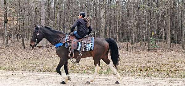 trail-riding-spotted-saddle-horse