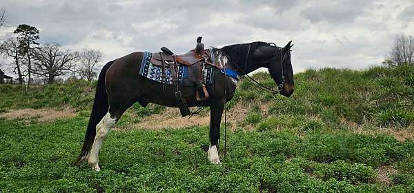 family-friendly-spotted-saddle-horse