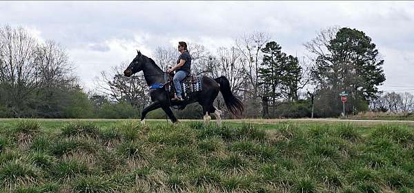 smooth-spotted-saddle-horse