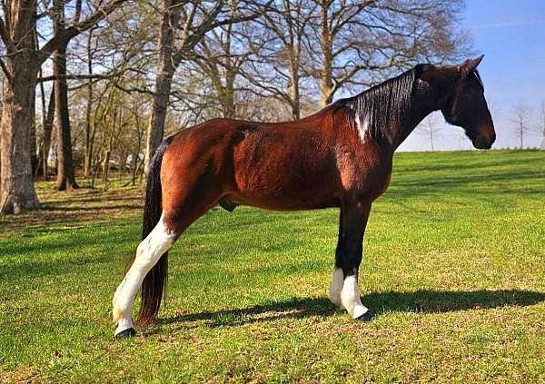 gentle-spotted-saddle-horse