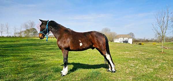 endurance-spotted-saddle-horse