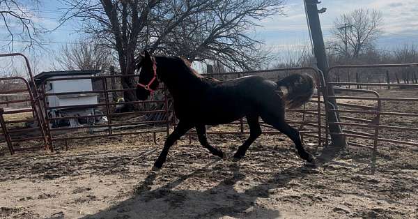 friesian-filly