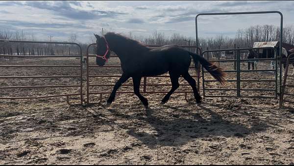 baroque-friesian-horse