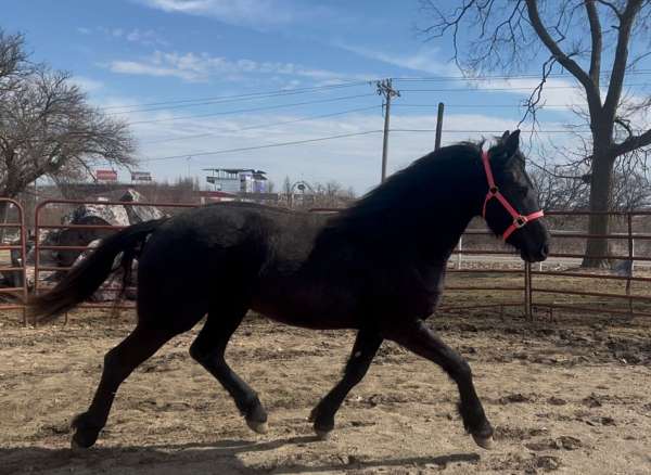 draft-friesian-horse