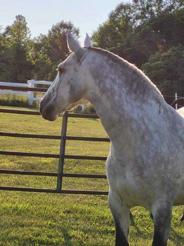 grey-andalusian-mare