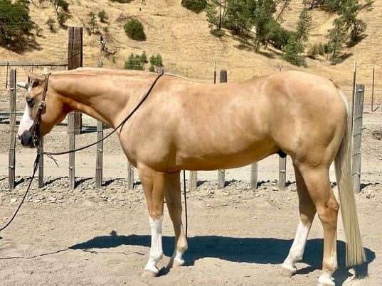 spotlight-gelding