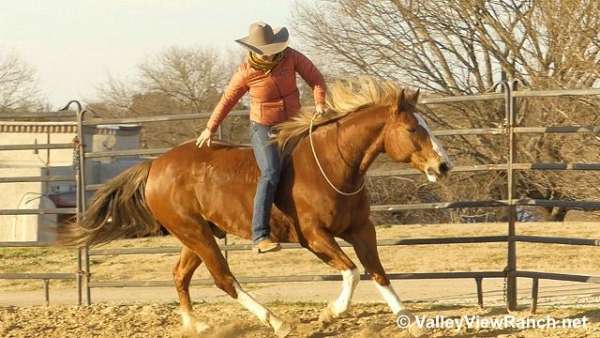 beginner-quarter-horse