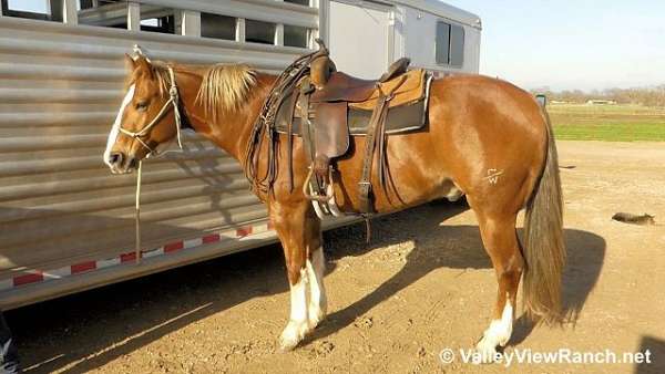 husband-safe-quarter-horse