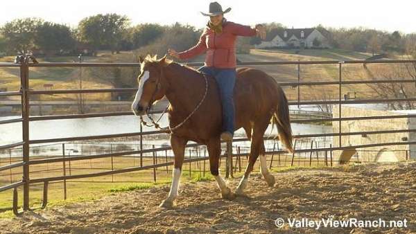 kid-safe-quarter-horse