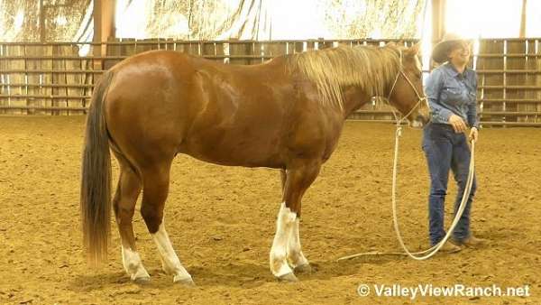 ranch-work-quarter-horse