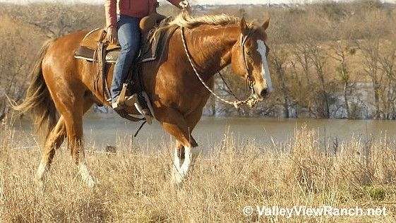 trail-quarter-horse